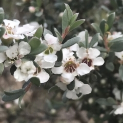 Leptospermum myrtifolium (Myrtle Teatree) at Namadgi National Park - 10 Jan 2022 by Tapirlord