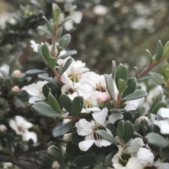 Leptospermum myrtifolium at Tennent, ACT - 10 Jan 2022