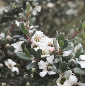 Leptospermum myrtifolium at Tennent, ACT - 10 Jan 2022 12:30 PM