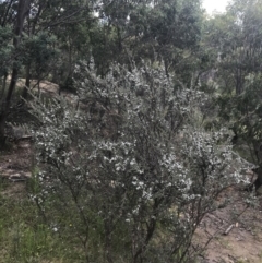 Leptospermum myrtifolium at Tennent, ACT - 10 Jan 2022 12:30 PM