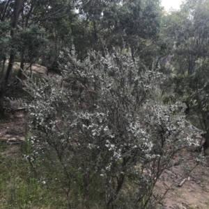 Leptospermum myrtifolium at Tennent, ACT - 10 Jan 2022