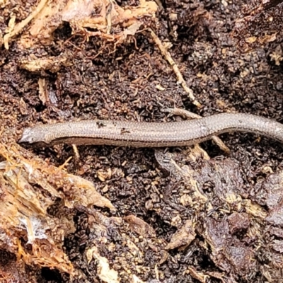 Anepischetosia maccoyi (MacCoy's Skink) at Tallaganda State Forest - 14 Jan 2022 by tpreston