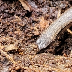 Anepischetosia maccoyi at Harolds Cross, NSW - 15 Jan 2022 10:18 AM