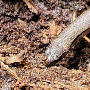 Anepischetosia maccoyi at Harolds Cross, NSW - 15 Jan 2022