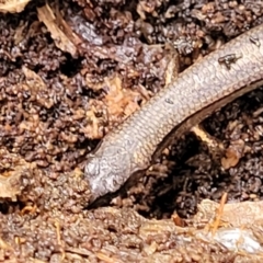 Anepischetosia maccoyi at Harolds Cross, NSW - 15 Jan 2022 10:18 AM