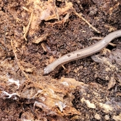 Anepischetosia maccoyi at Harolds Cross, NSW - 15 Jan 2022 10:18 AM