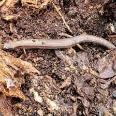 Anepischetosia maccoyi at Harolds Cross, NSW - 15 Jan 2022 10:18 AM