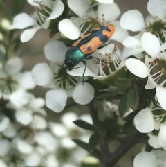 Castiarina scalaris (Scalaris jewel beetle) at Tennent, ACT - 10 Jan 2022 by Tapirlord