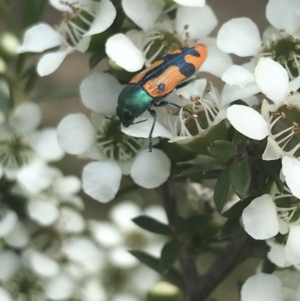 Castiarina scalaris at Tennent, ACT - 10 Jan 2022 12:32 PM