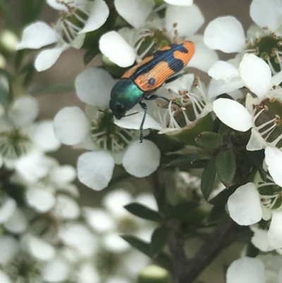Castiarina scalaris (Scalaris jewel beetle) at Namadgi National Park - 10 Jan 2022 by Tapirlord