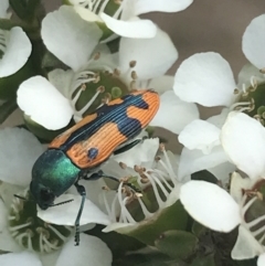 Castiarina scalaris at Tennent, ACT - 10 Jan 2022