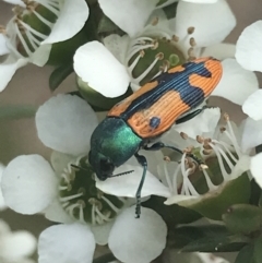 Castiarina scalaris at Tennent, ACT - 10 Jan 2022 12:32 PM