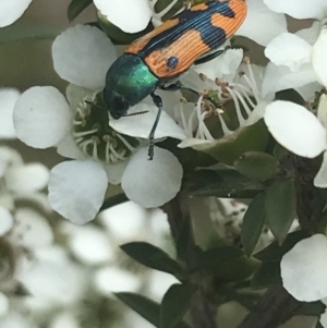 Castiarina scalaris at Tennent, ACT - 10 Jan 2022