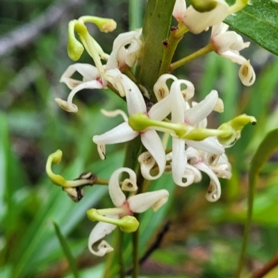 Lomatia myricoides (River Lomatia) at Harolds Cross, NSW - 15 Jan 2022 by trevorpreston