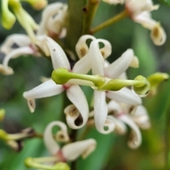 Lomatia myricoides at Harolds Cross, NSW - 15 Jan 2022 10:14 AM