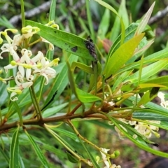 Lomatia myricoides at Harolds Cross, NSW - 15 Jan 2022