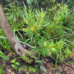 Lomatia myricoides at Harolds Cross, NSW - 15 Jan 2022 10:14 AM