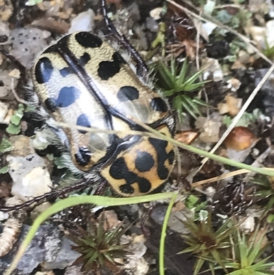 Neorrhina punctata (Spotted flower chafer) at Namadgi National Park - 10 Jan 2022 by Tapirlord