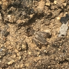 Lepidogryllus sp. (genus) at Tennent, ACT - 10 Jan 2022