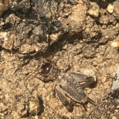 Lepidogryllus sp. (genus) at Tennent, ACT - 10 Jan 2022