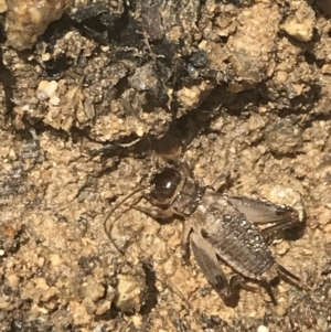 Lepidogryllus sp. (genus) at Tennent, ACT - 10 Jan 2022