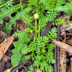 Leptinella filicula at Harolds Cross, NSW - 15 Jan 2022 10:10 AM