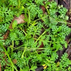 Leptinella filicula at Harolds Cross, NSW - 15 Jan 2022 10:10 AM