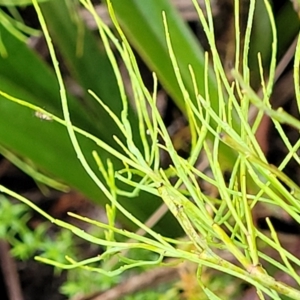 Exocarpos strictus at Harolds Cross, NSW - 15 Jan 2022