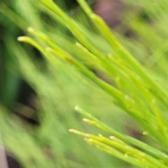 Exocarpos strictus at Harolds Cross, NSW - 15 Jan 2022