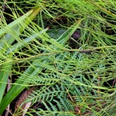 Exocarpos strictus at Harolds Cross, NSW - 15 Jan 2022