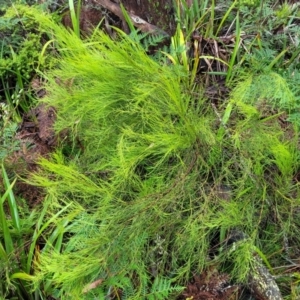 Exocarpos strictus at Harolds Cross, NSW - 15 Jan 2022