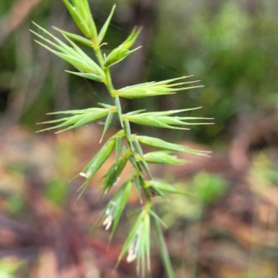 Australopyrum pectinatum (Comb Wheat Grass) at Harolds Cross, NSW - 14 Jan 2022 by tpreston