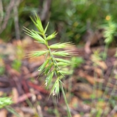 Australopyrum pectinatum at Harolds Cross, NSW - 15 Jan 2022