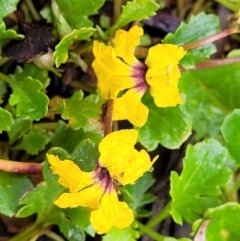 Goodenia hederacea subsp. alpestris at Tallaganda State Forest - 15 Jan 2022 by trevorpreston