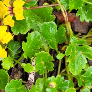 Goodenia hederacea subsp. alpestris at Harolds Cross, NSW - 15 Jan 2022