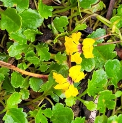 Goodenia hederacea subsp. alpestris at Harolds Cross, NSW - 15 Jan 2022