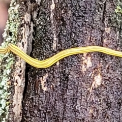 Caenoplana sulphurea (A Flatworm) at Captains Flat, NSW - 15 Jan 2022 by trevorpreston