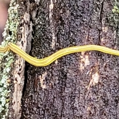 Caenoplana sulphurea (A Flatworm) at Tallaganda National Park - 14 Jan 2022 by tpreston