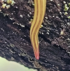 Caenoplana sulphurea at Captains Flat, NSW - 15 Jan 2022