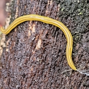 Caenoplana sulphurea at Captains Flat, NSW - 15 Jan 2022