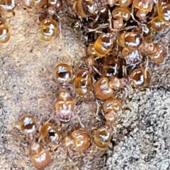 Pheidole sp. (genus) (Seed-harvesting ant) at Harolds Cross, NSW - 15 Jan 2022 by trevorpreston