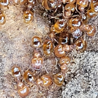 Pheidole sp. (genus) (Seed-harvesting ant) at Harolds Cross, NSW - 14 Jan 2022 by tpreston