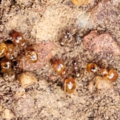 Pheidole sp. (genus) at Harolds Cross, NSW - 15 Jan 2022