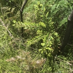 Banksia marginata at Tennent, ACT - 10 Jan 2022