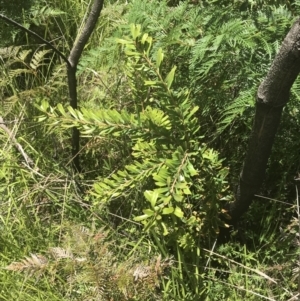 Banksia marginata at Tennent, ACT - 10 Jan 2022