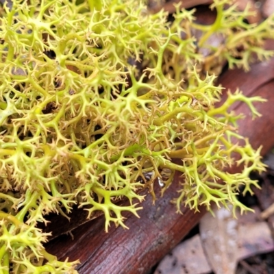 Cladia aggregata (A lichen) at Harolds Cross, NSW - 15 Jan 2022 by trevorpreston