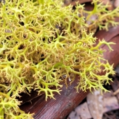Cladia aggregata (A lichen) at Harolds Cross, NSW - 14 Jan 2022 by tpreston