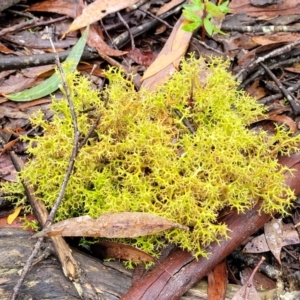 Cladia aggregata at Harolds Cross, NSW - 15 Jan 2022