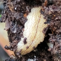 Australopacifica lucasi (A flatworm) at Captains Flat, NSW - 14 Jan 2022 by tpreston