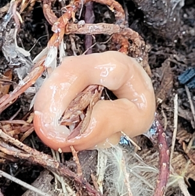 Australoplana alba (A flatworm) at Tallaganda National Park - 14 Jan 2022 by tpreston